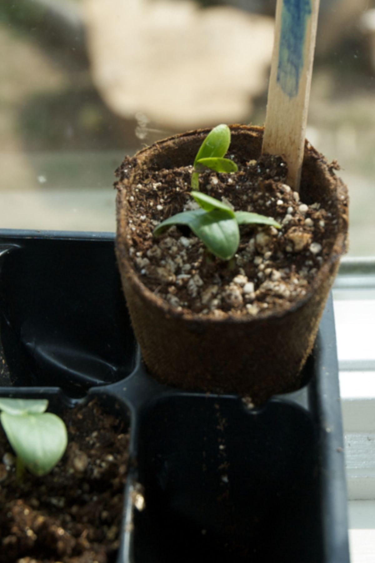 is window light enough for seedlings?
