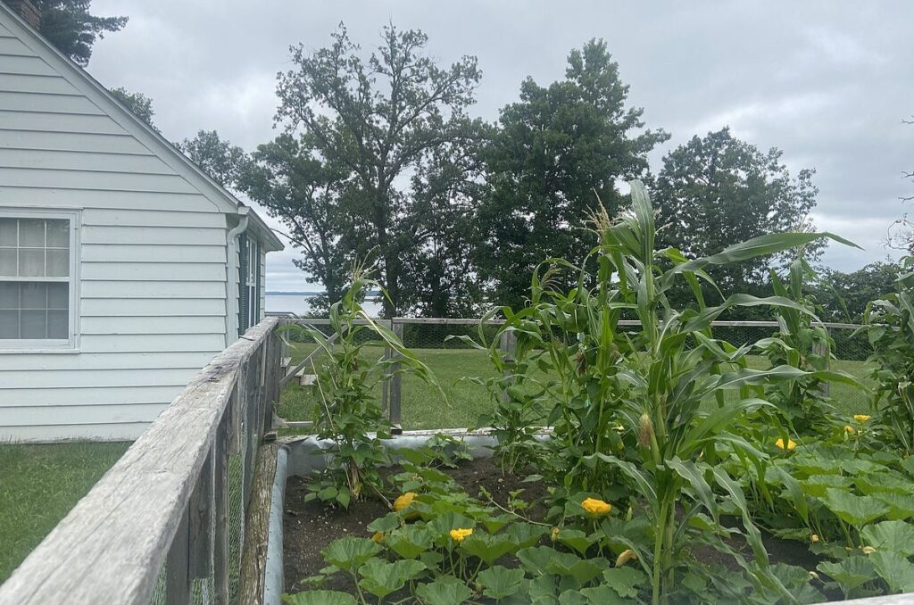 three sisters garden companion planting