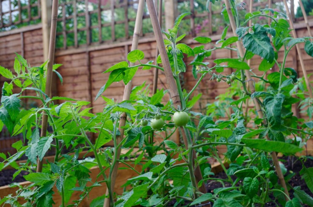 tomato plants growing vertically on a bamboo stake trellis