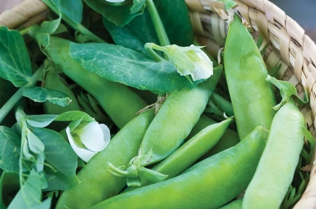blue bantam dwarf pea variety in hanging planters