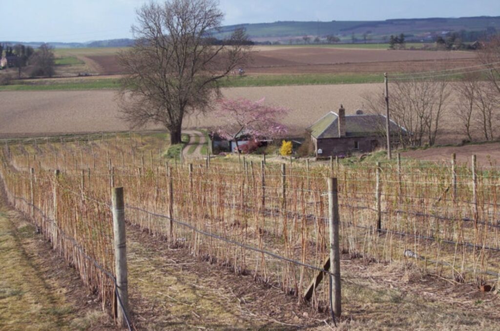 dormant raspberry plants with bare canes on the field