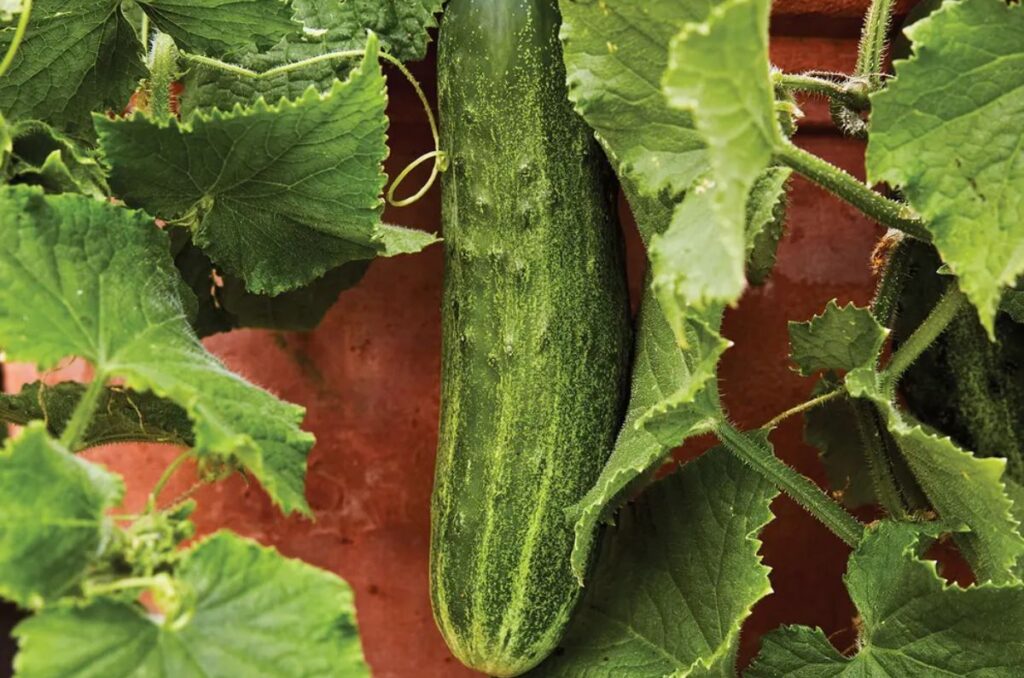 bush champion cucumber variety in hanging planters