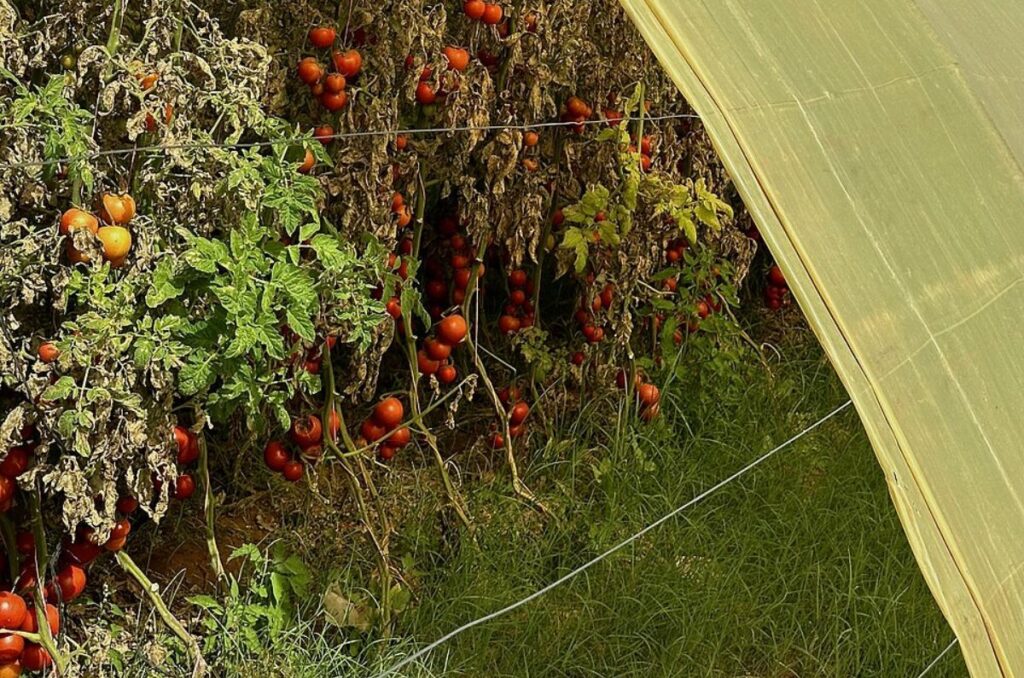 tomato plants growing one foot apart in a greenhouse