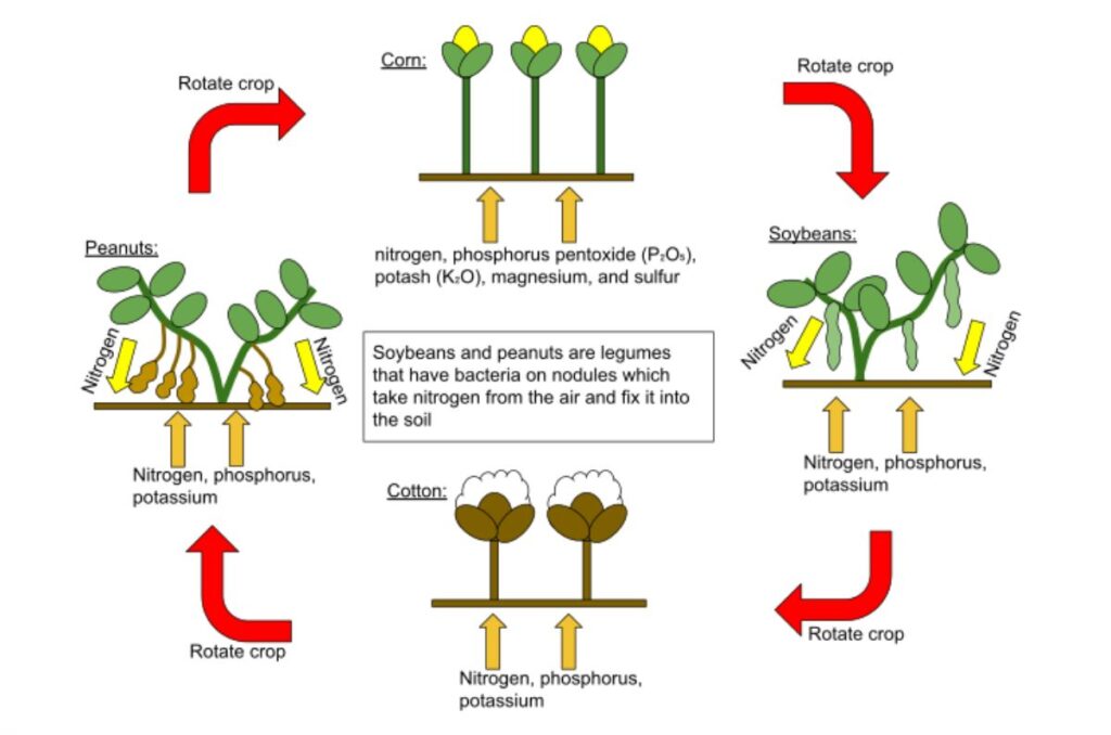 crop rotation