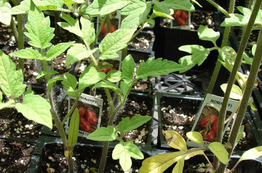 roma tomato seedlings
