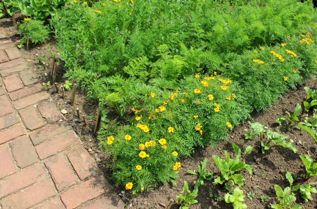 companion planting for a diverse garden planting