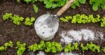 fertilizer for lettuce plants on garden soil