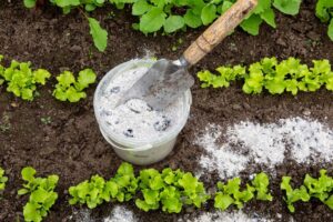fertilizer for lettuce plants on garden soil