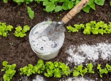 fertilizer for lettuce plants on garden soil