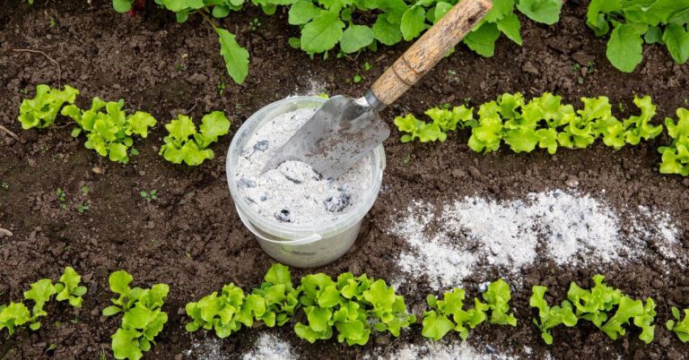 fertilizer for lettuce plants on garden soil