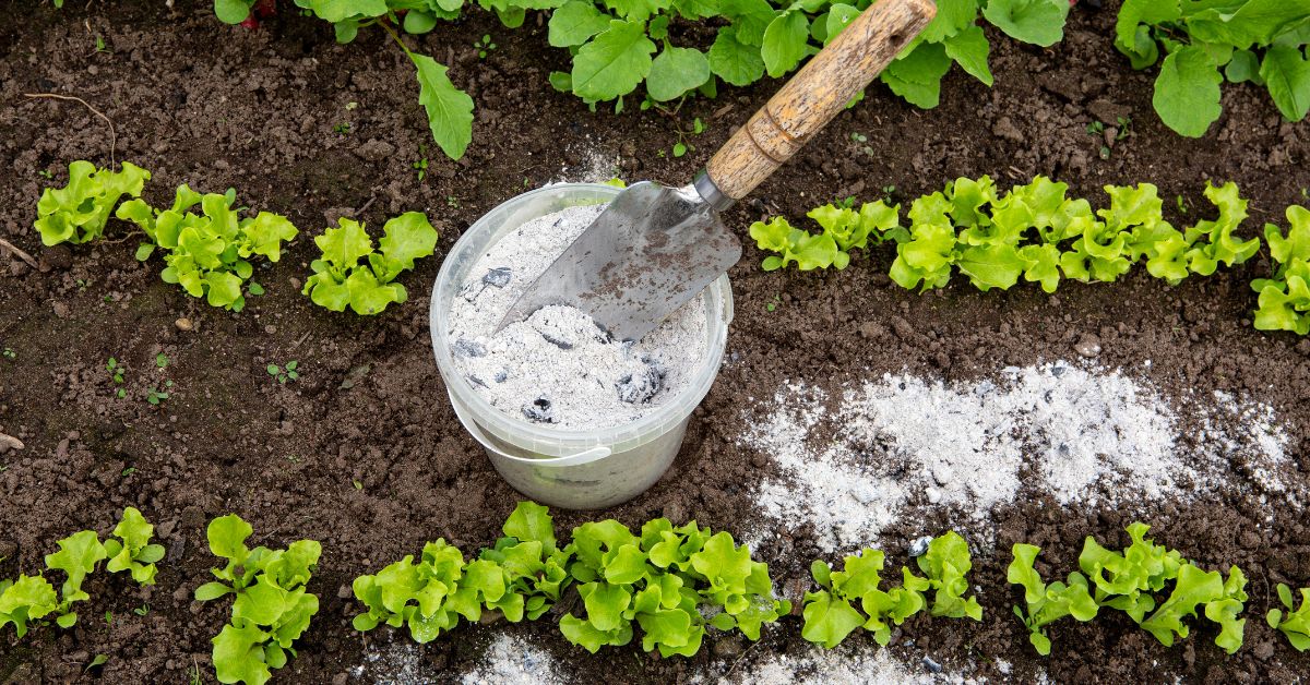 fertilizer for lettuce plants on garden soil