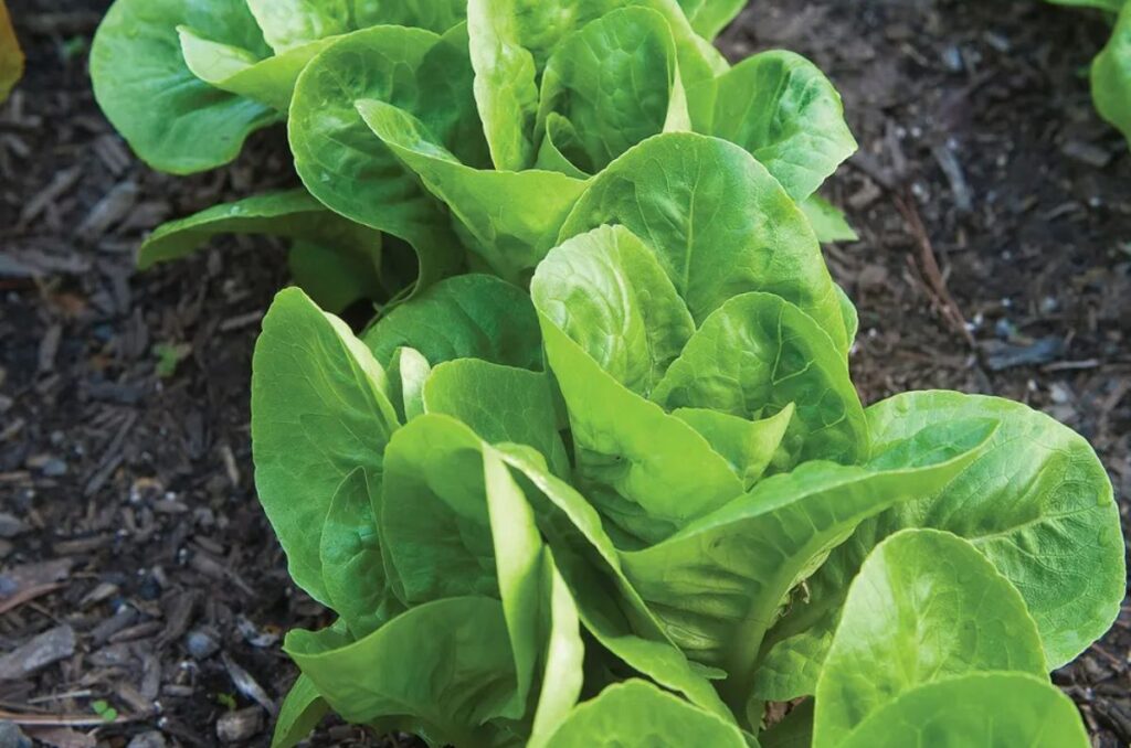 little gem lettuce variety in hanging planters