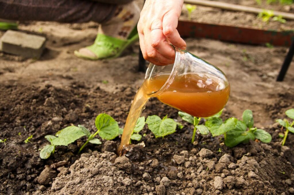 liquid fertilizer being poured on cucumber seedlings