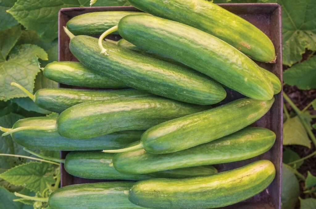 freshly harvested cucumbers in a tray