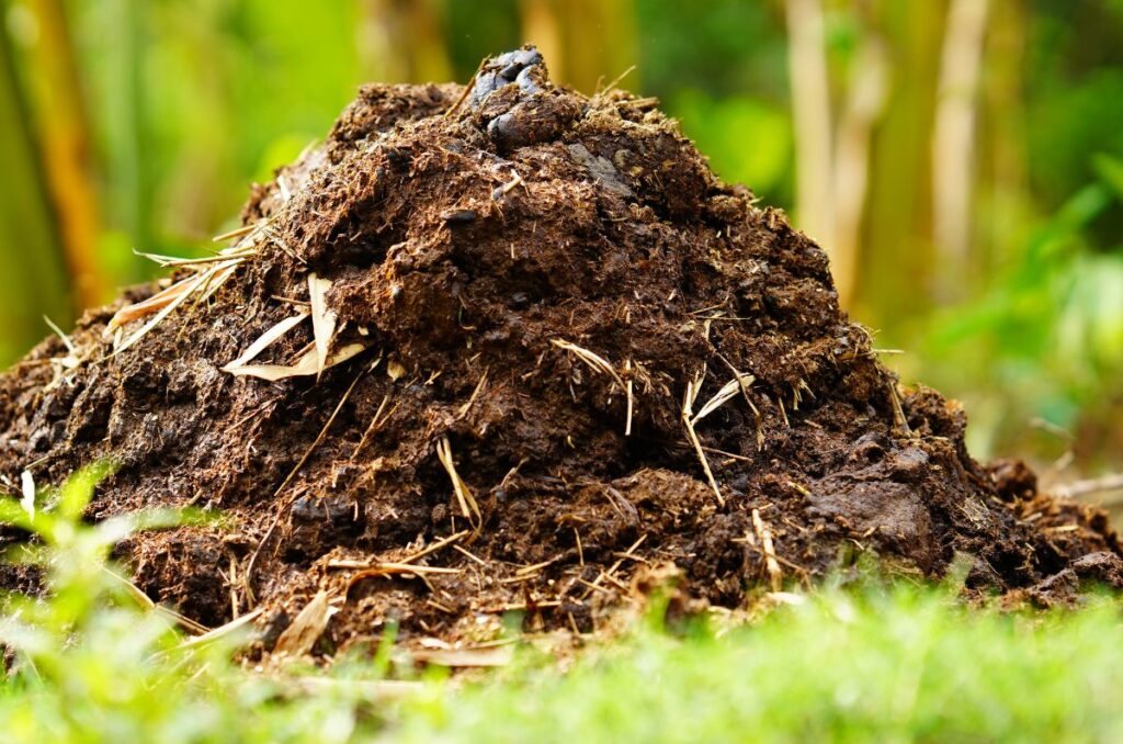 pile of composted manure