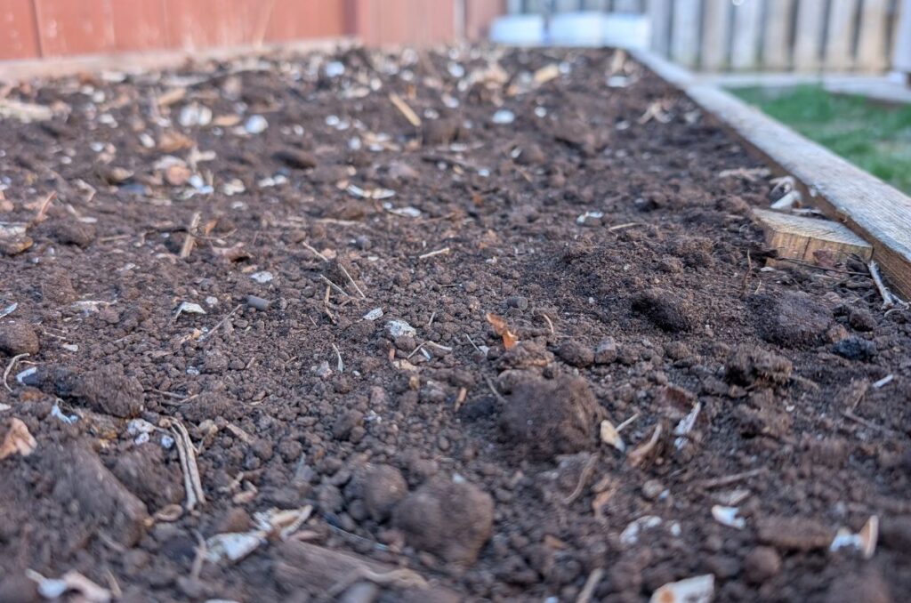 dry manure crust formed on raised garden bed