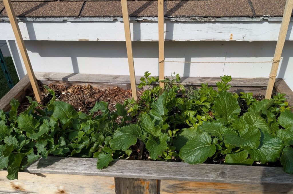spring vegetables growing in raised garden bed