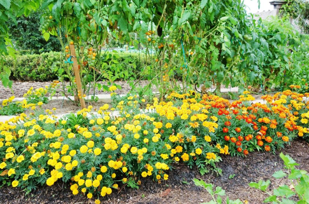 companion planting flowers and tomatoes
