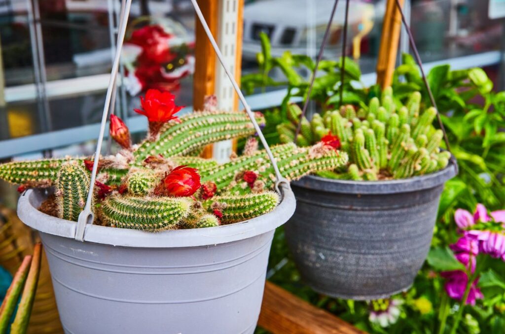 plastic hanging planters with cactus plants