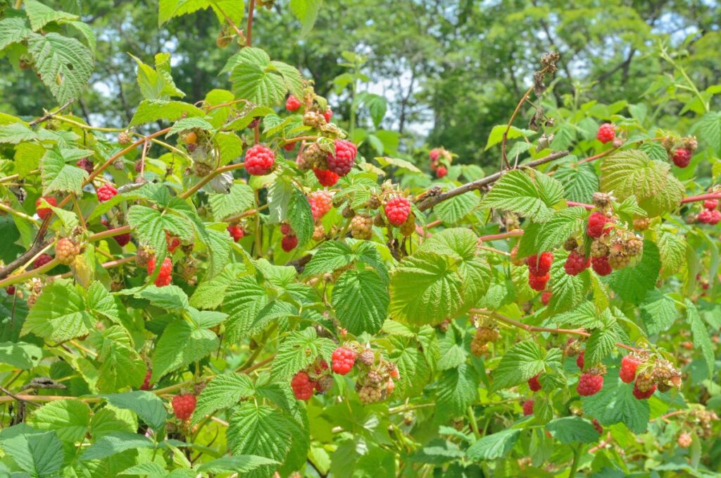 raspberry plants growing with ripe fruits