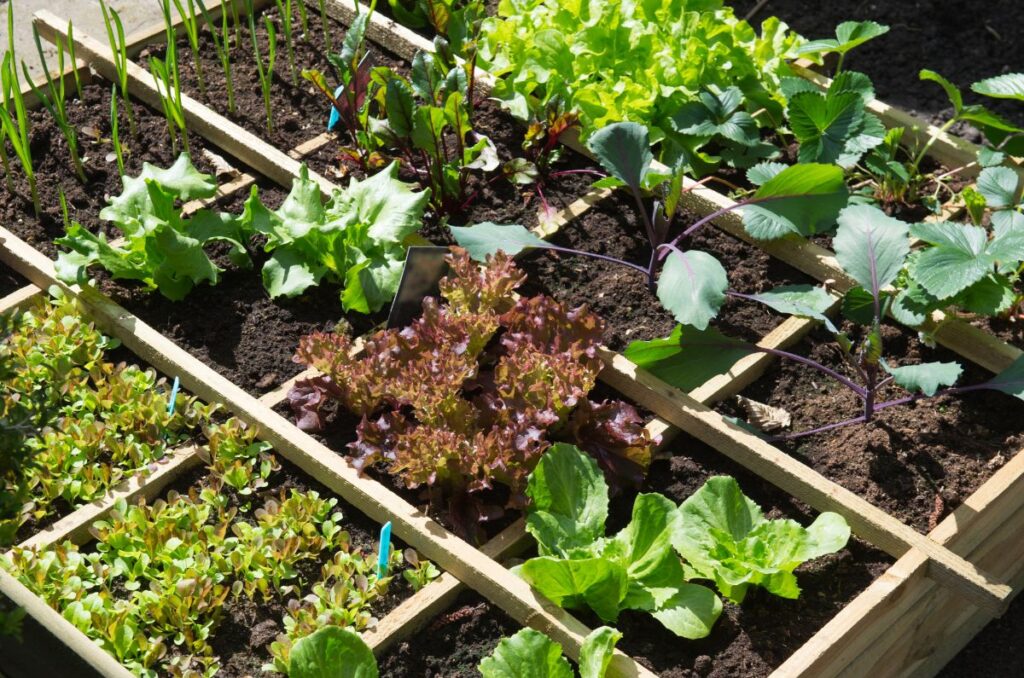 square foot gardening