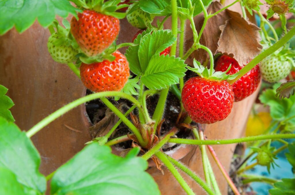 strawberries in hanging planters