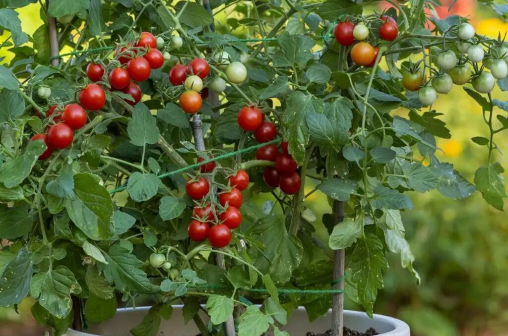 sweetheart of the patio tomato variety in hanging planters