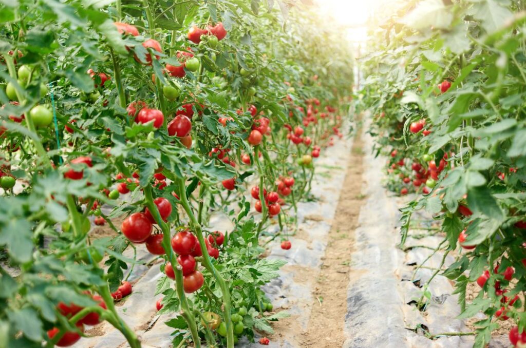 tomato plants growing in rows on a farm