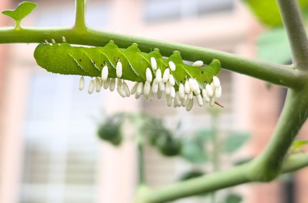 tomato hornworm on tomato leaf stem