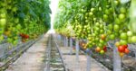 tomato plant spacing