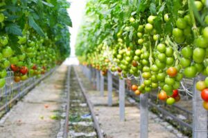 tomato plant spacing
