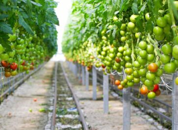 tomato plant spacing