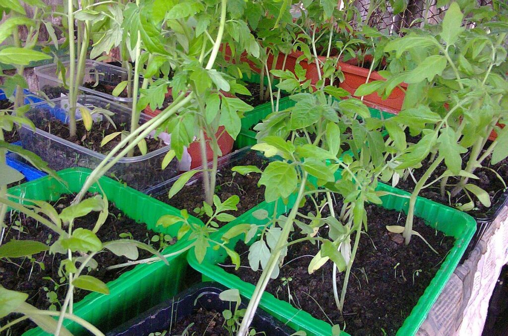 crowded tomato plants growing in containers