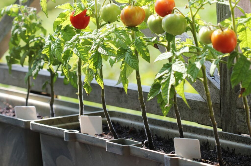 tomato plants growing in hanging planters
