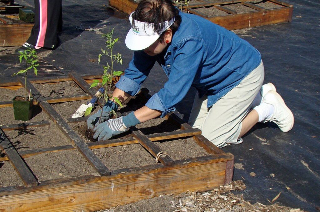 planting tomato seedling in square foot gardening raised bed