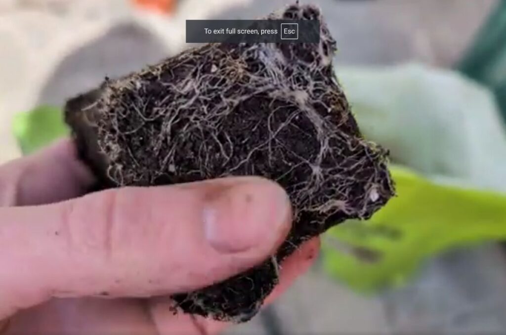 roots of lettuce seedling