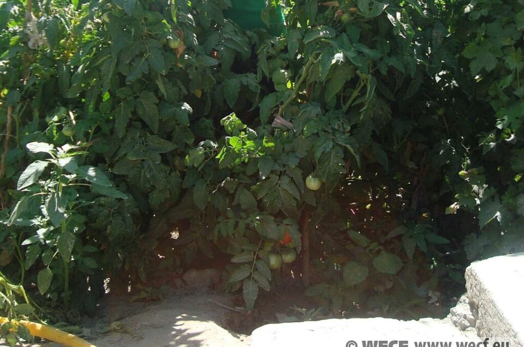 crowded tomato plants