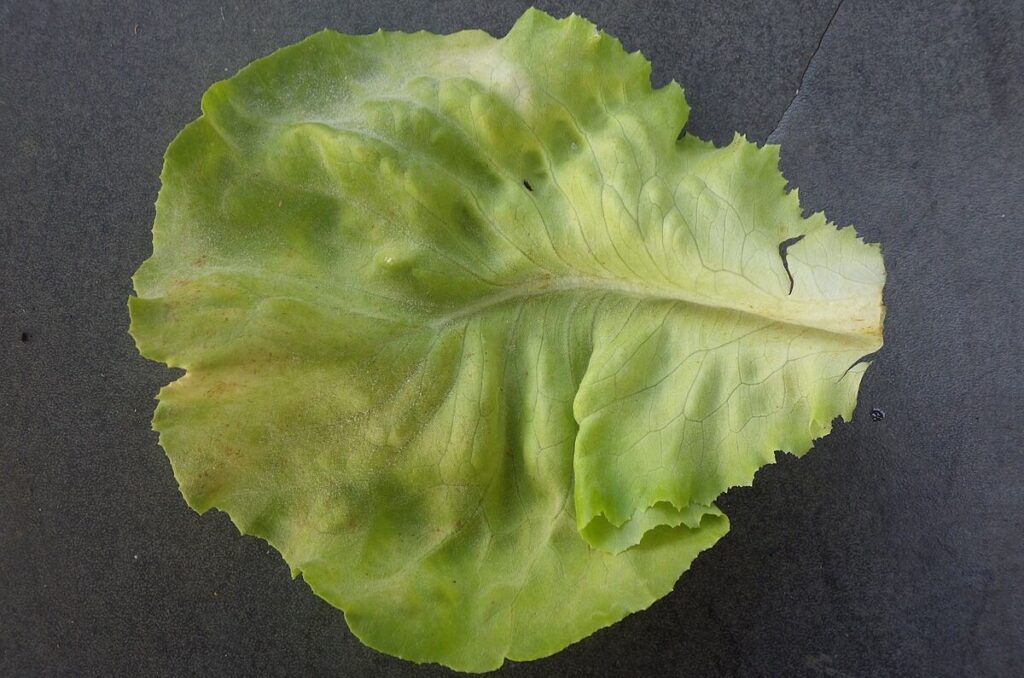 yellow lettuce leaf on black table